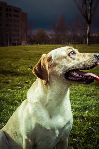 Labrador retriever hund i höst — Stockfoto