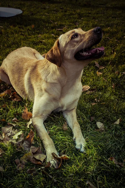 Labradorský retrívr pes na podzim — Stock fotografie