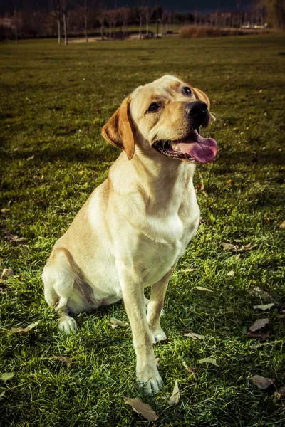 Ung labrador retriever i en nedgången park — Stockfoto