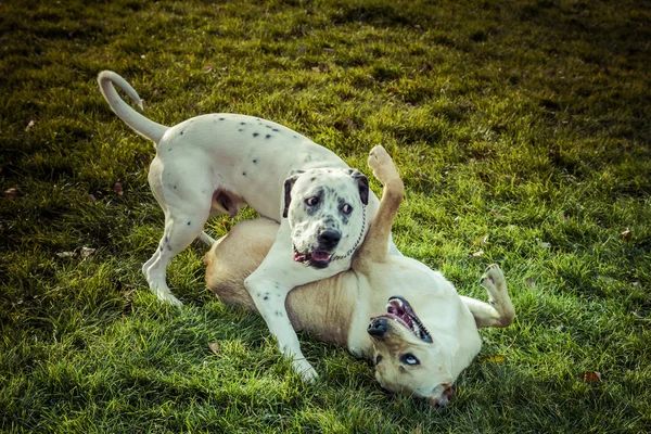 Pies Labrador retriever jesienią — Zdjęcie stockowe