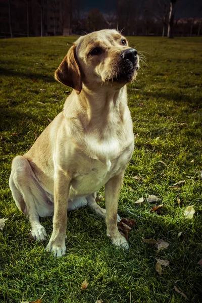 Labradorský retrívr pes na podzim — Stock fotografie