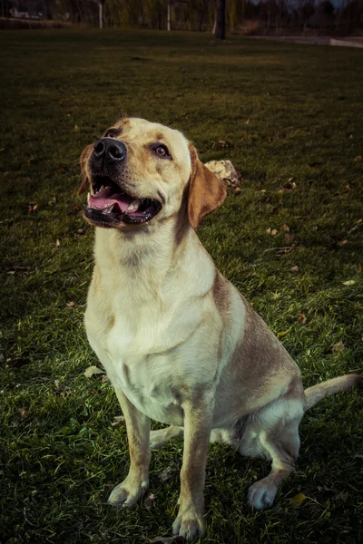 Labradorský retrívr pes na podzim — Stock fotografie