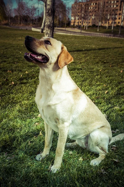 Labradorský retrívr pes na podzim — Stock fotografie