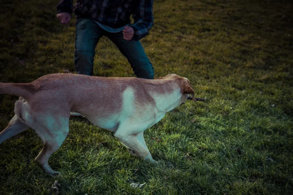 Labradorský retrívr pes na podzim — Stock fotografie