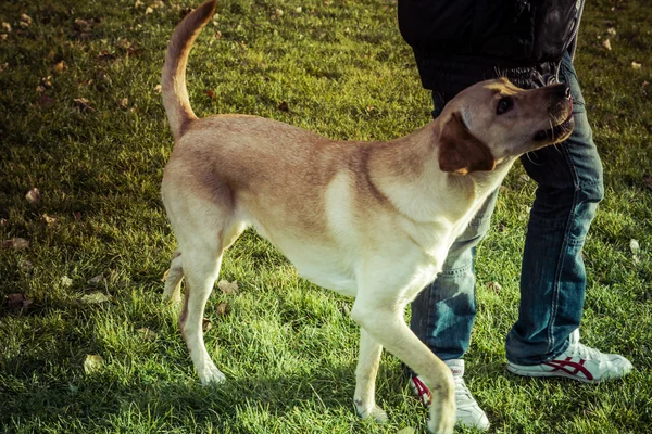 Labradorský retrívr pes na podzim — Stock fotografie