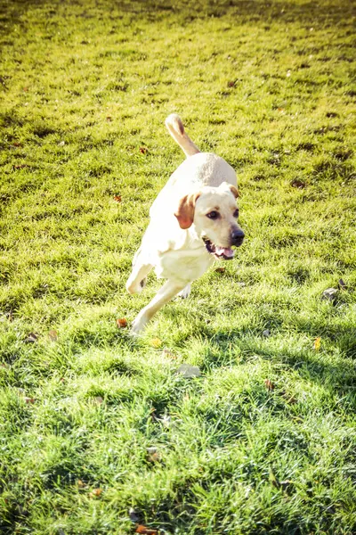 Лабрадор ретрівер собака восени — стокове фото
