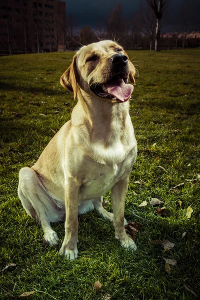 Labrador Retriever cão no outono — Fotografia de Stock