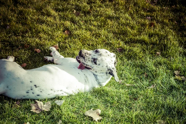 Σκύλος Labrador retriever φθινόπωρο — Φωτογραφία Αρχείου