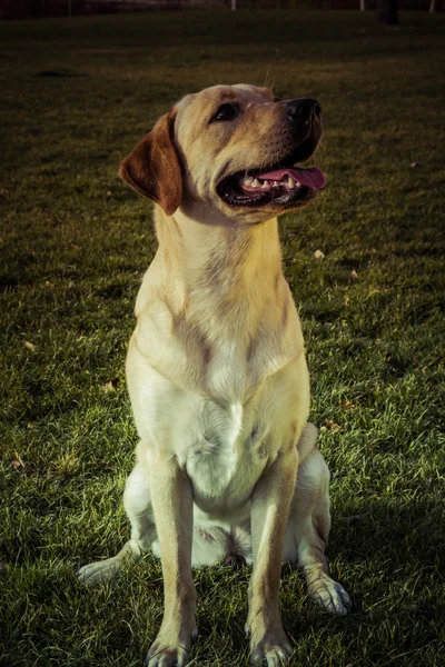 Σκύλος Labrador retriever φθινόπωρο κάθεται στο γρασίδι — Φωτογραφία Αρχείου