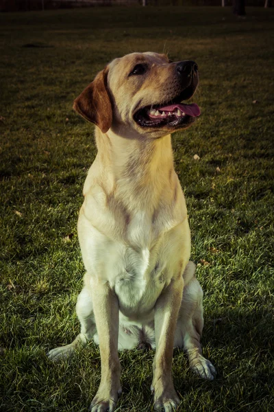 Labradorský retrívr pes na podzim sedět na trávě — Stock fotografie