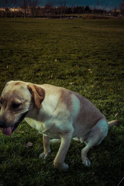 Labradorský retrívr pes na podzim — Stock fotografie