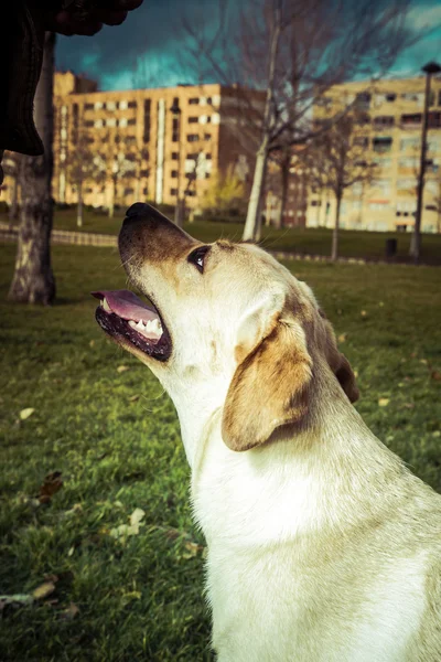 Labradorský retrívr pes na podzim — Stock fotografie