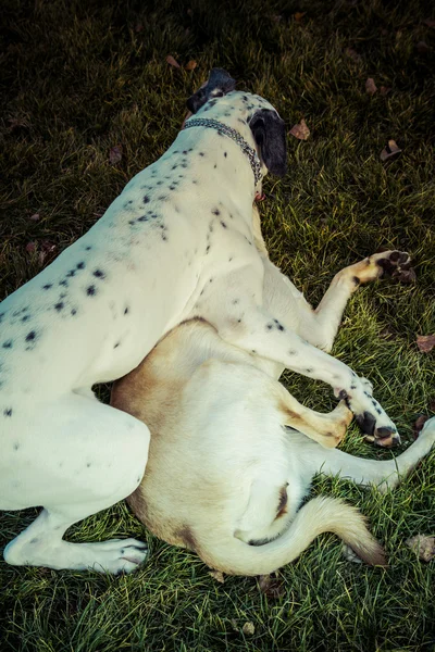 Labrador Retriever cane in autunno — Foto Stock