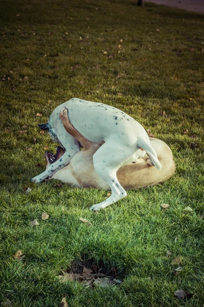 Σκύλος Labrador retriever φθινόπωρο — Φωτογραφία Αρχείου