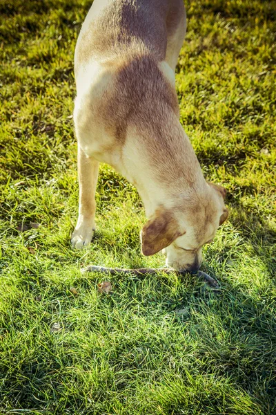 Labrador retriever hond in de herfst — Stockfoto