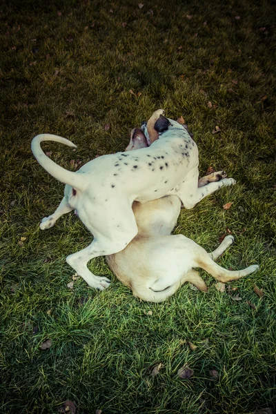 Labrador retriever hund i höst — Stockfoto