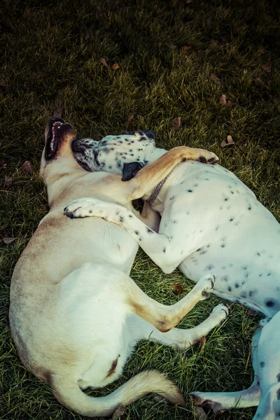 Labradorinnoutaja koira syksyllä — kuvapankkivalokuva
