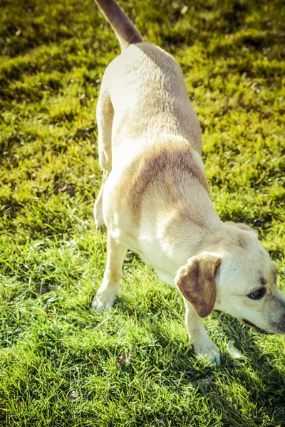 Labrador Retriever chien en automne — Photo