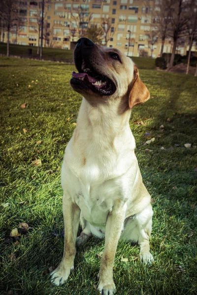 Labradorský retrívr pes na podzim — Stock fotografie