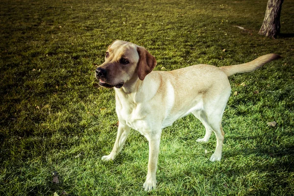 Labrador Retriever Hund im Herbst — Stockfoto