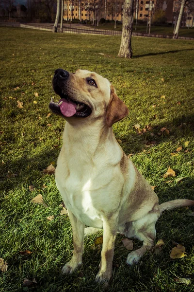 Labradorský retrívr pes na podzim — Stock fotografie