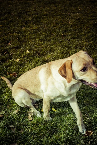 Σκύλος Labrador retriever φθινόπωρο — Φωτογραφία Αρχείου