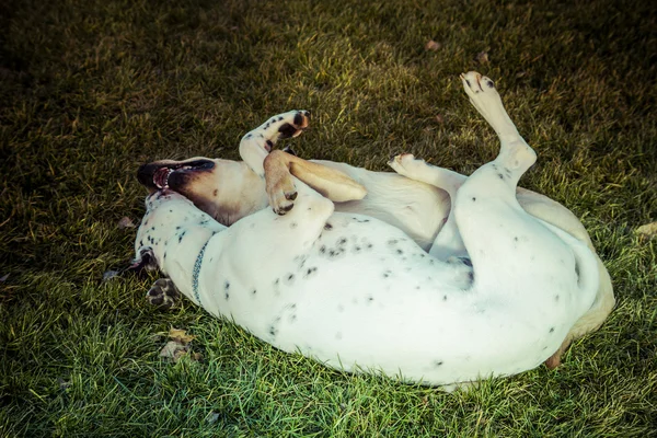 Labrador retriever hond in de herfst — Stockfoto