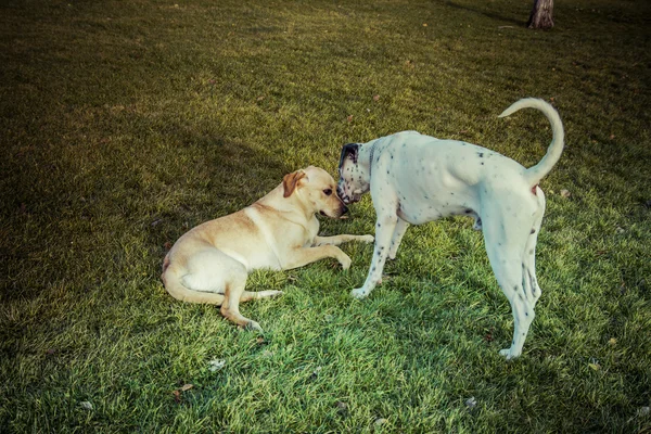 Labradorský retrívr pes na podzim — Stock fotografie