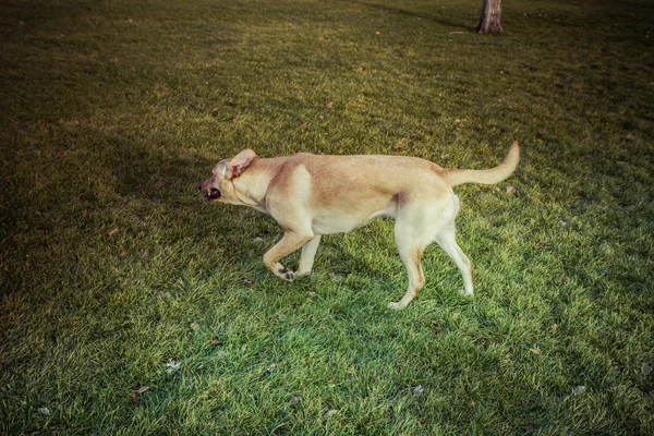 Labrador Vizsla kutya ősszel — Stock Fotó