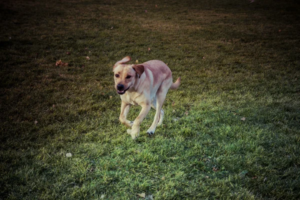 Labradorský retrívr pes na podzim — Stock fotografie