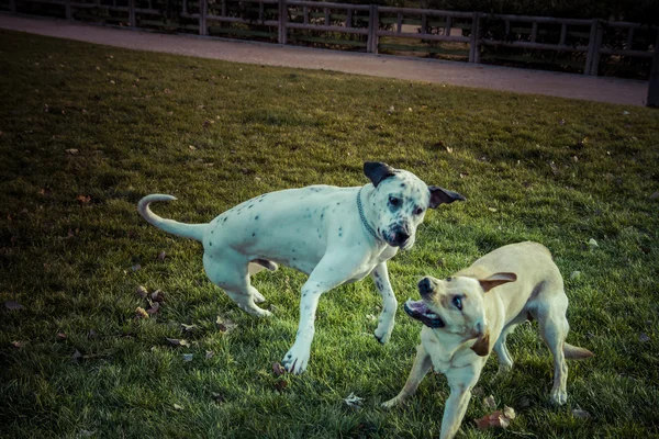 Labrador Retriever cão no outono — Fotografia de Stock