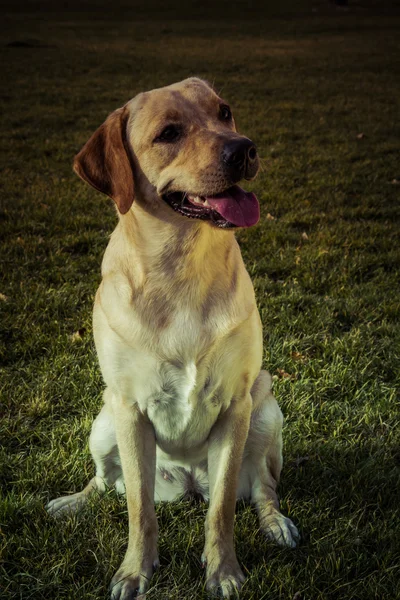 Labradorský retrívr pes na podzim — Stock fotografie