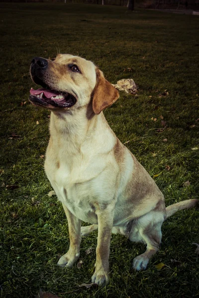 Labrador retriever hond in de herfst — Stockfoto