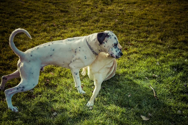 Labrador Vizsla kutya ősszel — Stock Fotó