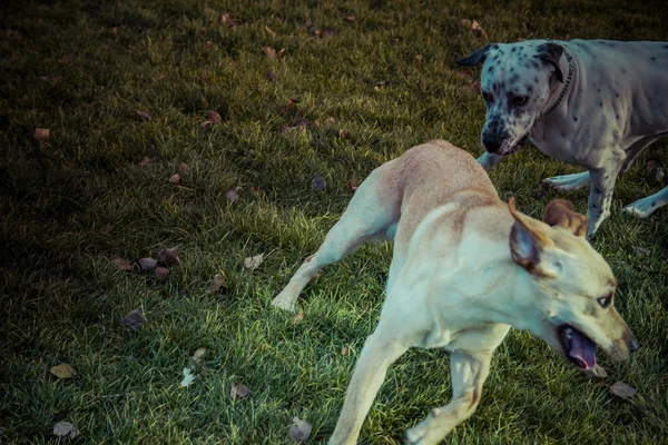 Pies Labrador retriever jesienią — Zdjęcie stockowe