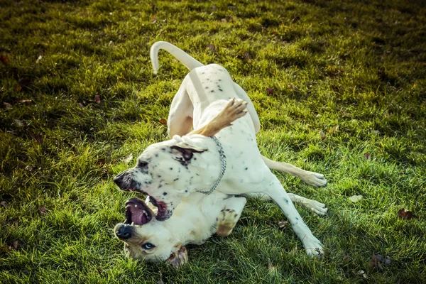 Labrador Retriever cão no outono — Fotografia de Stock