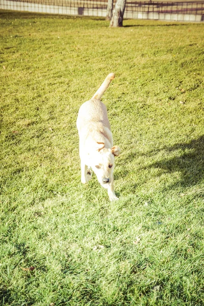 Σκύλος Labrador retriever φθινόπωρο — Φωτογραφία Αρχείου