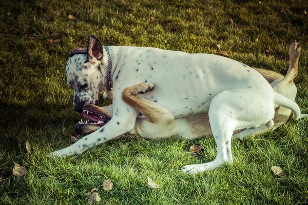 Bílý Dalmatin pes hrát na park — Stock fotografie