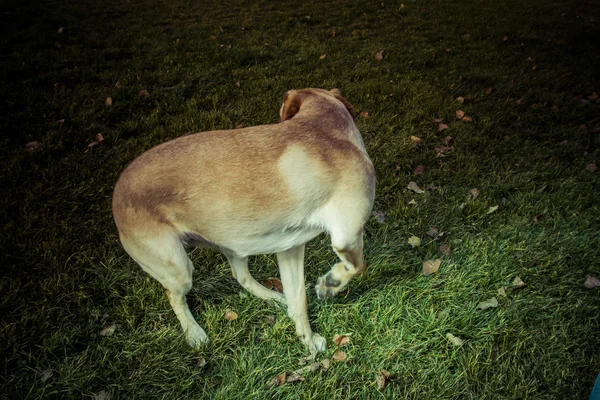 Σκύλος Labrador retriever φθινόπωρο — Φωτογραφία Αρχείου