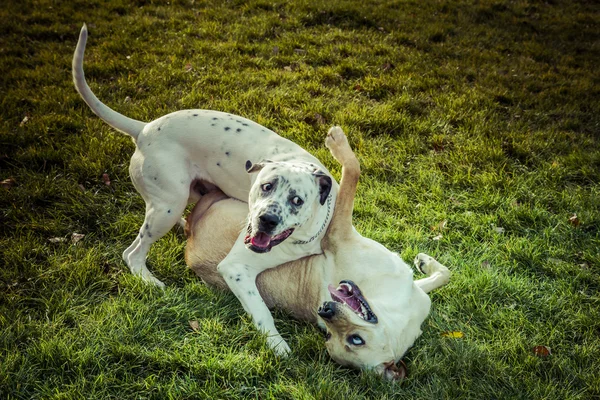 Pies Labrador retriever jesienią — Zdjęcie stockowe