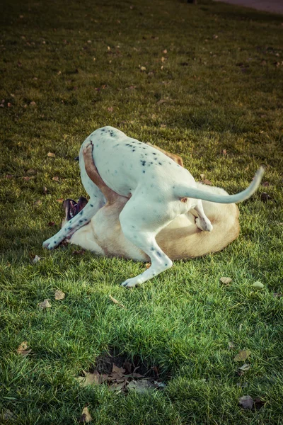 Perro Labrador Retriever en otoño —  Fotos de Stock