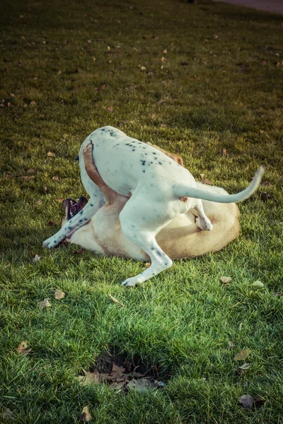 Labrador Retriever cão no outono — Fotografia de Stock