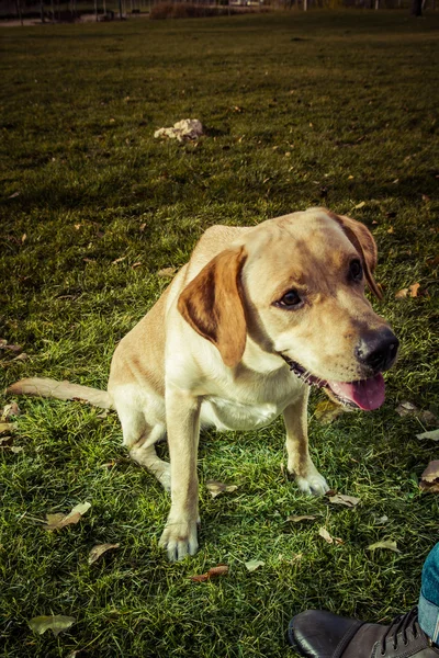 Labrador Vizsla kutya ősszel — Stock Fotó