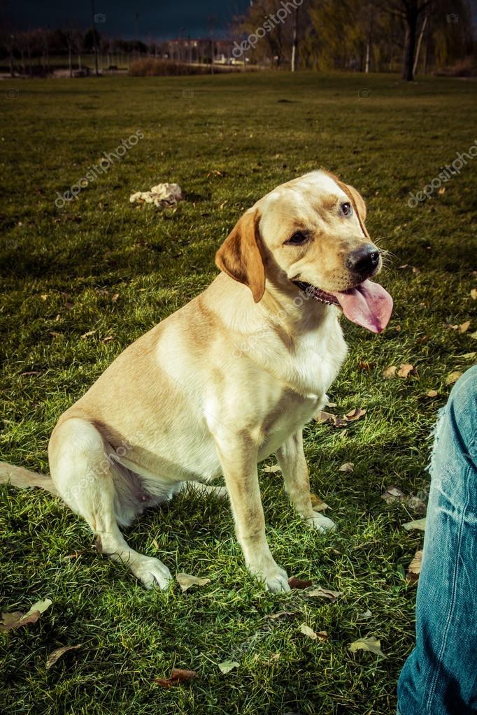 Anjing Labrador Retriever Di Musim Gugur Stok Foto C Outsiderzone 35179367