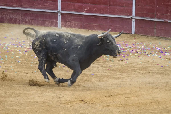 Toros en Camarma de Esteruelas, Madrid. 2011 . — Foto de Stock