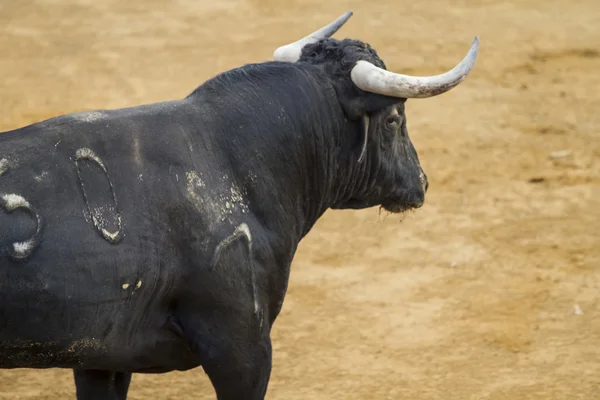 Bullfight in Camarma of Esteruelas, Madrid. 2011. — Stock Photo, Image