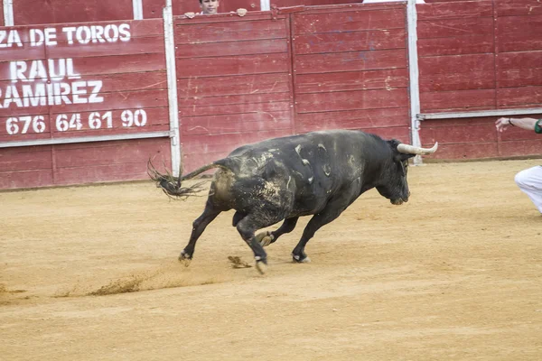 Bullfight in Camarma of Esteruelas, Madrid. 2011. — Stock Photo, Image