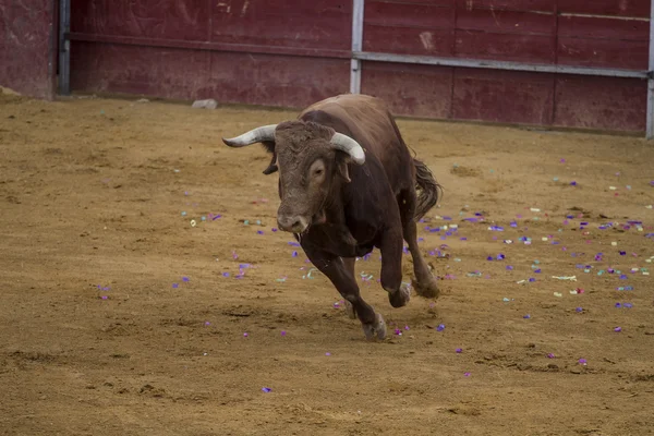 Toros en Camarma de Esteruelas, Madrid. 2011 . —  Fotos de Stock