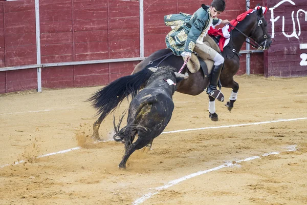 Toros en Camarma de Esteruelas, Madrid. 2011 . — Foto de Stock