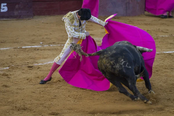 Toros en Camarma de Esteruelas . — Foto de Stock